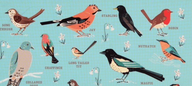 All About the Birds!