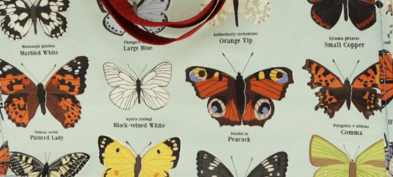 8 Beautiful Butterflies You Might Spot This Spring!